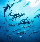 Image result for Hammerhead Shark Migration