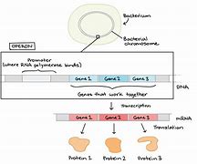 Image result for Bacterial Genome