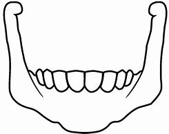 Image result for Dog Jaw Bone