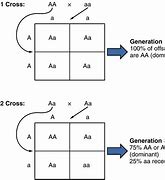 Image result for Homozygous Pair