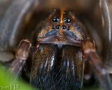 Image result for Giant Wolf Spider Florida
