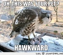 Image result for Funny Hawk Memes
