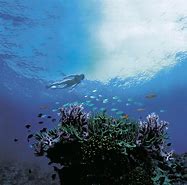 Image result for Snorkeling Great Barrier Reef Australia