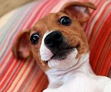Image result for Dog Taking Selfie Meme
