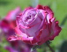 Image result for Red Rose Flower