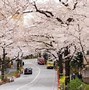 Image result for Cherry Blossom Festival Tokyo Japan