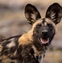 Image result for African Wild Dog Endangered