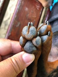 Image result for Cloven-Footed Animals