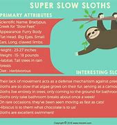 Image result for Sloth Tail