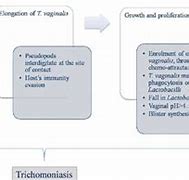 Image result for Pathogenesis Trichomoniasis