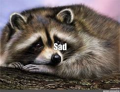 Image result for Sad Raccoon Meme