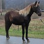 Image result for Rocky Mountain Horse Pics