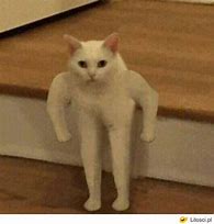 Image result for Cat Memes Without Text