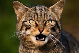 Image result for Angry Cat