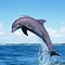 Image result for Dolphins Wallpaper