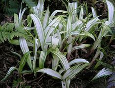Image result for Carex siderostica Shiro