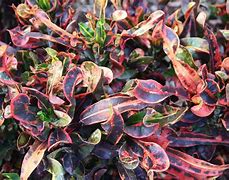 Image result for Curly Leaf Croton