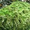 Image result for Moss Pic