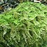 Image result for Moss Being