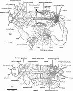 Image result for Cricket Insect Anatomy