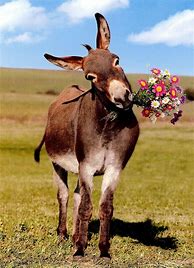 Image result for Donkey Flower