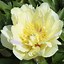 Image result for Paeonia itoh Pink Ardour