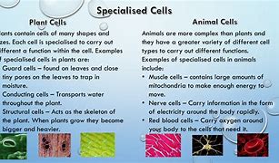 Image result for All Wildife Animals That Do Not Have Variety of Species
