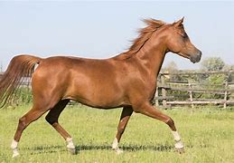 Image result for Ancient War Horse Breeds