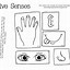 Image result for 5 Senses Worksheet Preschool Coloring