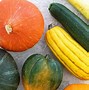Image result for Winter Squash Identification