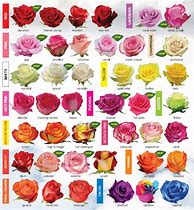 Image result for Pink Rose Names