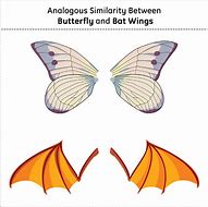Image result for Analogue Structure