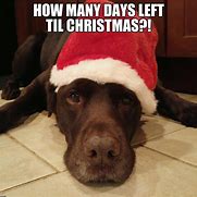 Image result for Holiday Dog Meme