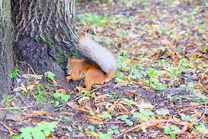 Image result for Squirrel Hides Nuts