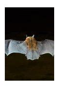 Image result for Myotis Bat