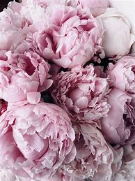 Image result for Peonie Flower Wallpaper iPhone