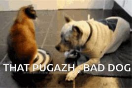 Image result for Meme Dog Slap