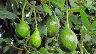 Image result for aguacat4ro