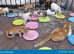 Image result for Stray Cats Philippines