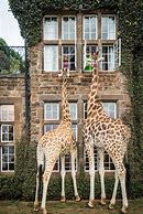 Image result for Giraffe Manor Kenya