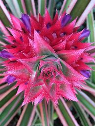 Image result for Pineapple Flower Plant