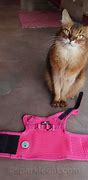 Image result for cat harness