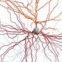 Image result for Real Life Neuron