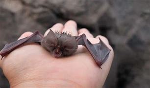 Image result for Guam Fruit Bat