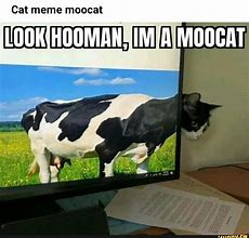 Image result for Hooman Cat Meme