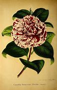 Image result for Camellia japonica Princesse Clotilde