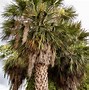 Image result for Date Palm