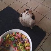 Image result for Cat Eating Fruit Loops Meme