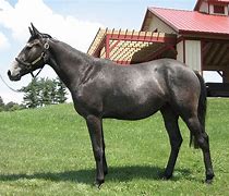 Image result for Stainless Thoroughbred Horse