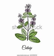 Image result for Catnip Drawing